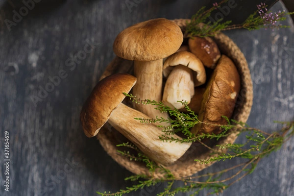 Obraz Raw harvest wild porcini mushrooms in rustic basket with forest green plants. Organic fresh boletus background on a wooden chair. Selective focus with beautiful natural light, copy space, top view.