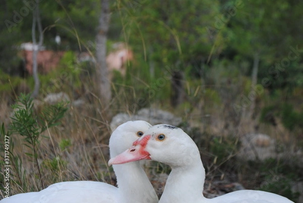 Fototapeta Cairina moschata. Portrait of two white ducks.