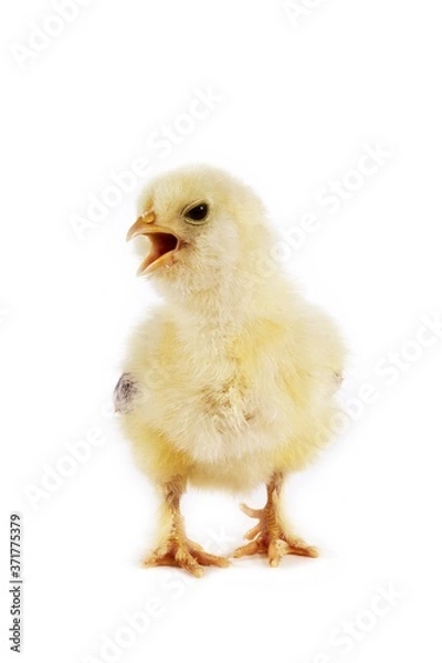 Fototapeta Chick calling against White Background