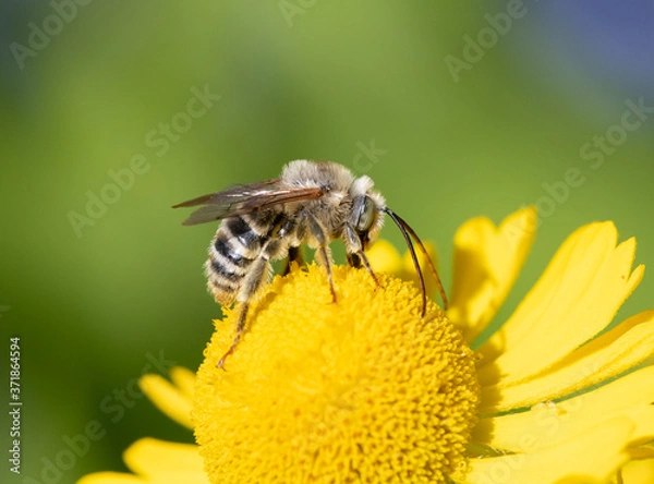 Fototapeta Long-horned Bee, male Melissodes, on a yellow Helenium flower with green background