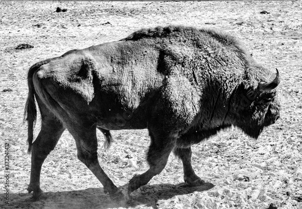 Fototapeta view of a male European bison or Wisent bull