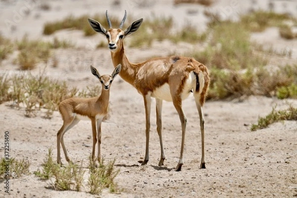 Fototapeta middle eastern animals