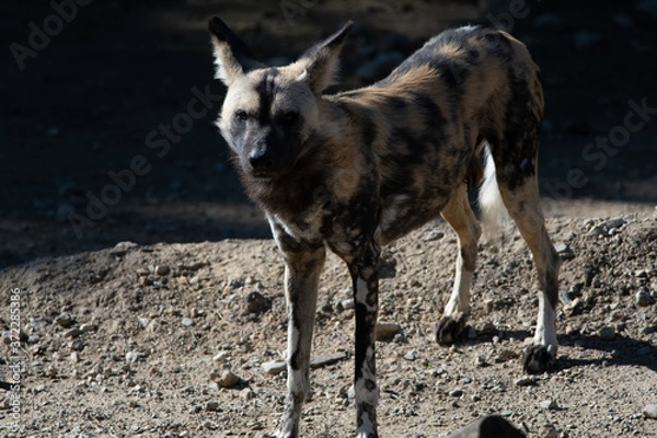 Fototapeta Perros Salvajes de africa