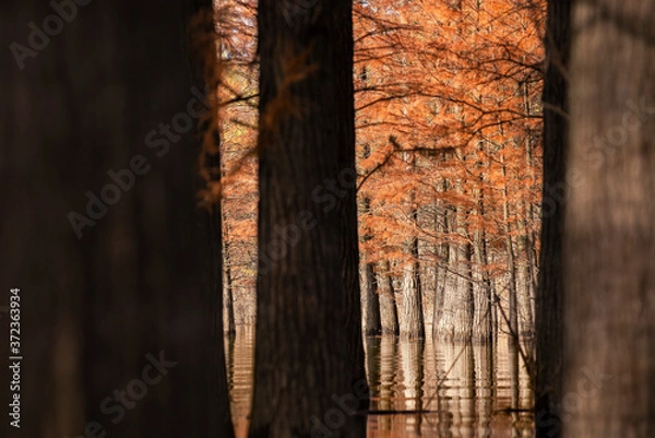 Fototapeta Autumn Colors