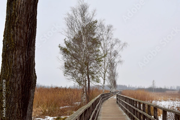 Fototapeta Baumgruppe mit Laufsteeg am Federsee