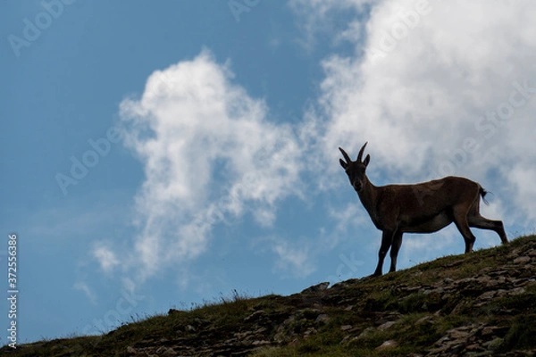 Fototapeta Steinbock-Weibchen