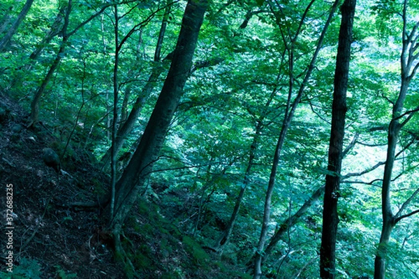 Fototapeta 山の中の森の風景