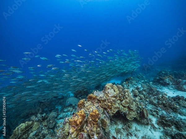 Obraz Bait ball / school of fish in turquoise water of coral reef in Caribbean Sea / Curacao