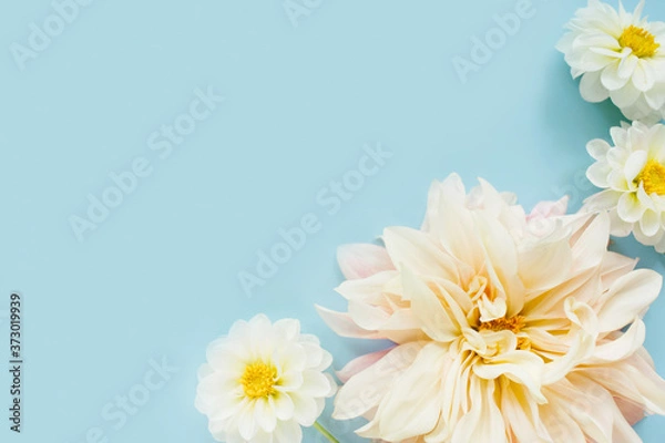 Fototapeta White flowers dahlias on blue background. Flowers composition. Flat lay, top view, copy space. Summer, autumn concept.