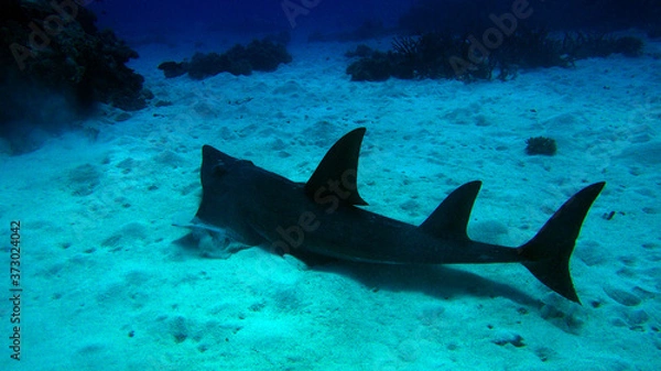 Fototapeta great barrier reef coral ecosystem guitar shark