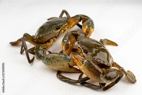 Fototapeta Raw fresh crab isolated on white background