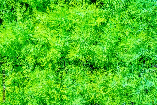 Fototapeta Fresh Green Dill Growing On Bed