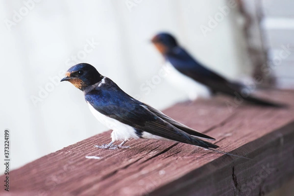 Fototapeta European songbird Barn swallow, Hirundo rustica sitting on a wooden balcony during summer breeding season in Estonian countryside, Northern Europe. 