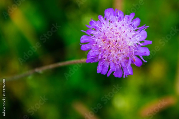 Fototapeta Beautiful purple wildflower against a background of green foliage. Shallow depth of field. Background blurred. Copy space