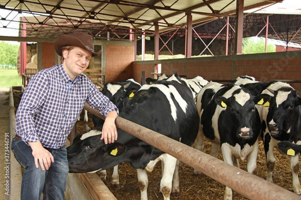 Fototapeta Successful farmer works on a livestock farm and takes care of the cows in the dairy industry, looking at camera after a job well done