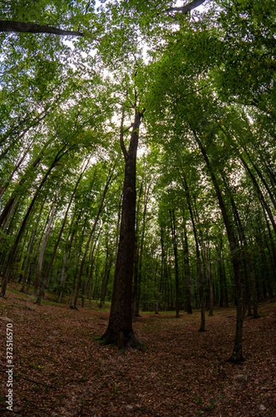 Fototapeta A view from the ground up of tall trees in a forest. Fisheye view.