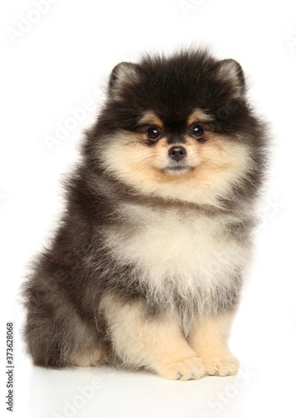 Fototapeta Pomeranian puppy sits on a white background