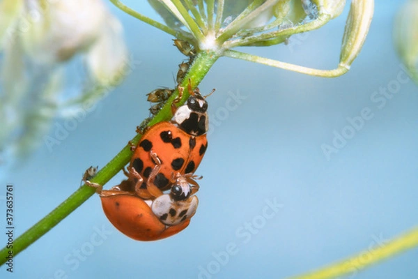 Fototapeta Mating ladybugs.  Aphids are visible in the background. Place for text.