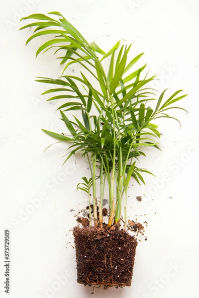 Fototapeta Transplanting indoor plants. Chamaedorea on a white background. Vertical photo