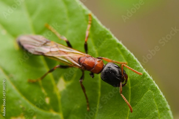 Fototapeta  Ant. Dolichoderus thoracicus Smith.