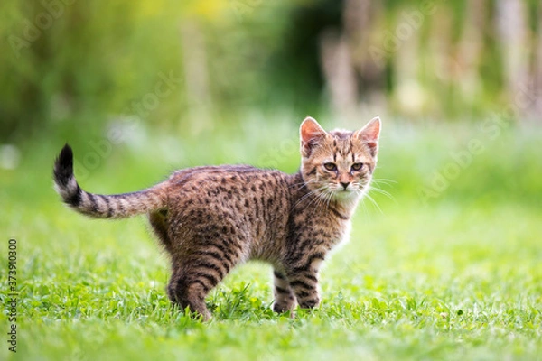 Fototapeta Little kitten in garden, playing