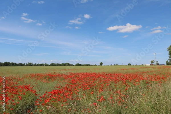 Fototapeta Poppy field in summer at Öland, Sweden