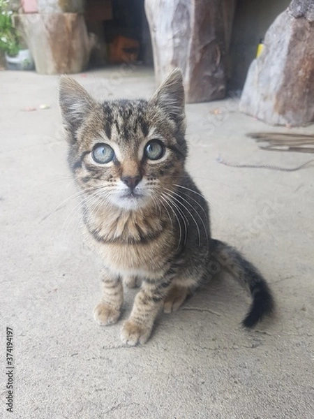 Fototapeta gato