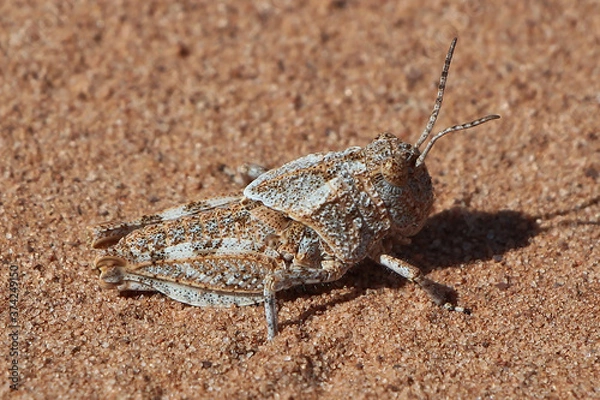 Fototapeta Mottled Sand Grasshopper Macro. Spharagemon Collare.