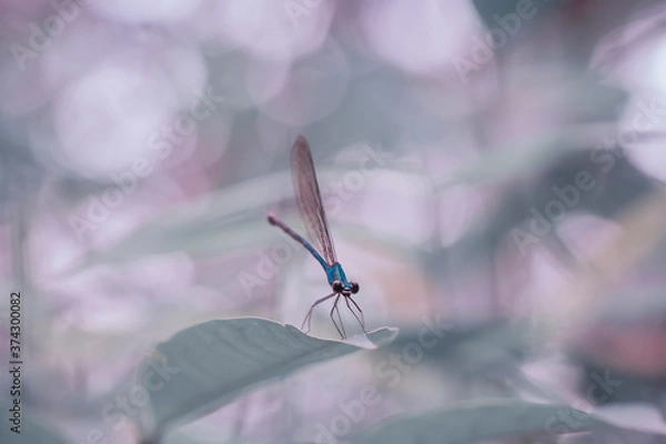 Fototapeta dragonfly on a leaf