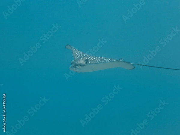 Fototapeta Spotted Eagle Ray swim in turquoise water of coral reef in Caribbean Sea / Curacao