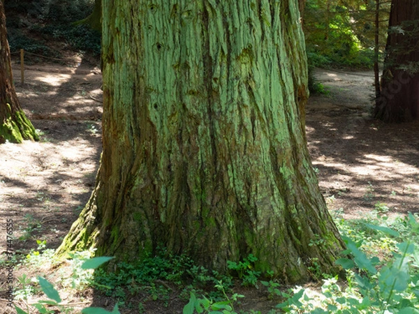 Fototapeta Arboretum de Masjoan, Espinelves, Girona