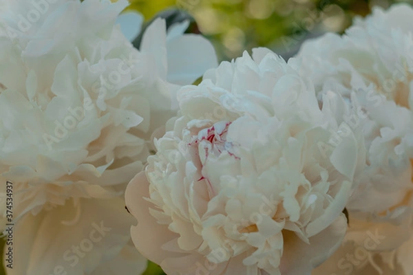 Fototapeta Closeup of blooming white peony flowers under natural light in the summer garden