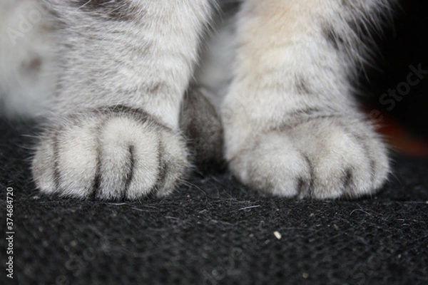 Fototapeta paws of a silver cat close up