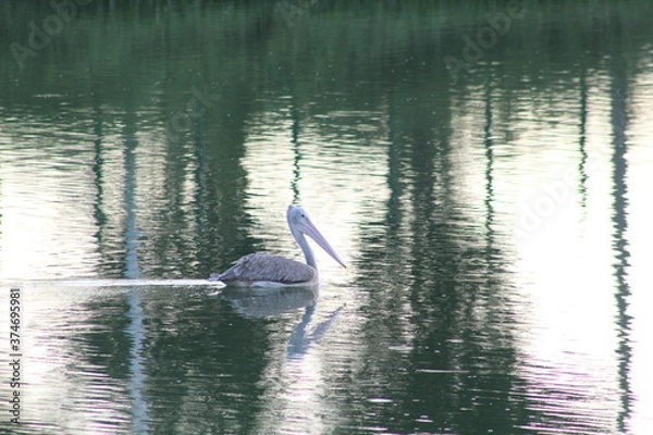 Fototapeta A Pelican in the calm lake