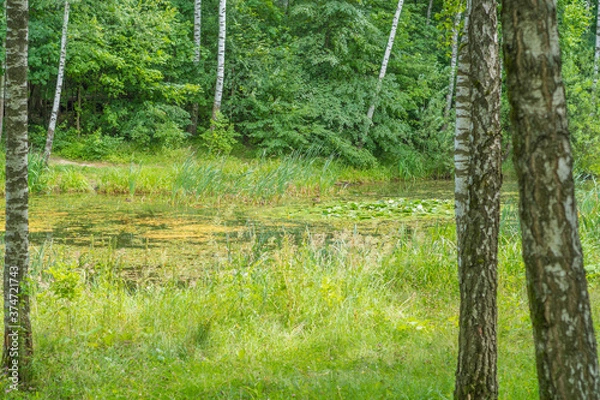 Fototapeta Landscape with an abandoned lake turning into a swamp in the forest. Concept - environmental protection and forest control