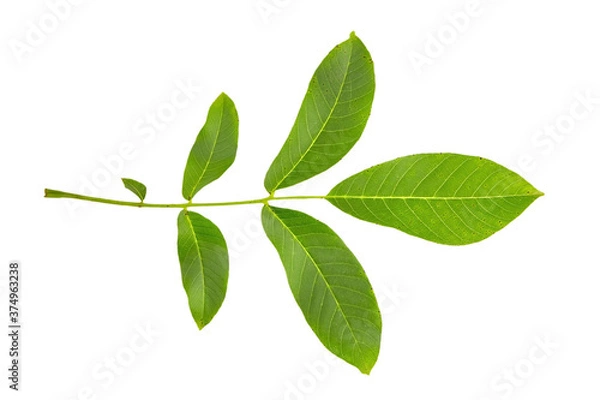 Fototapeta Walnut leaf isolated on white background