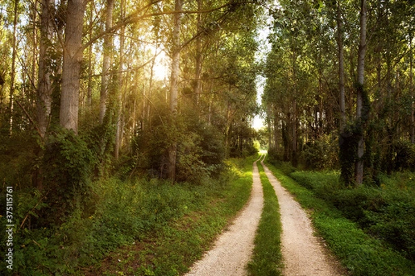 Fototapeta Trail in the colorful green spring forest in Hungary