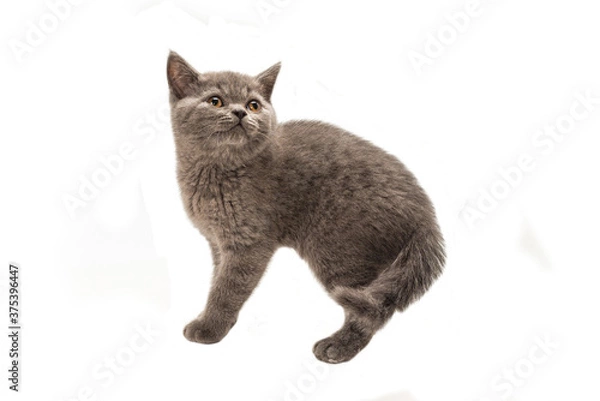 Fototapeta British shorthair kitten looking up isolated on white