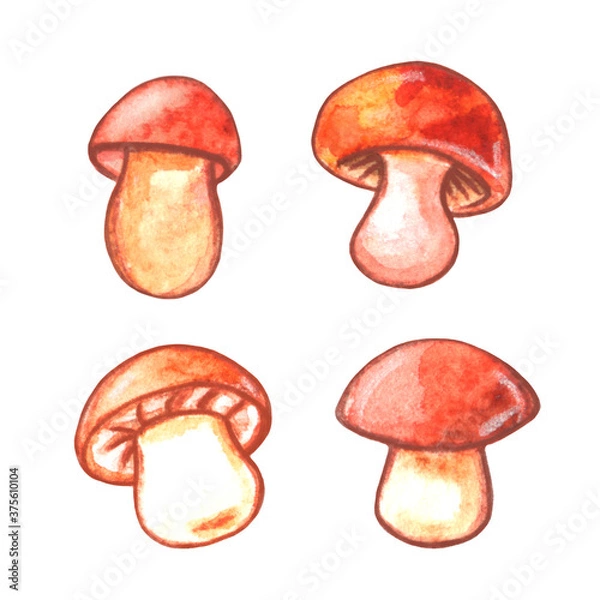 Fototapeta Set of Watercolor mushrooms. Natural design elements. Illustration for seasonal design, autumn cards and the theme of thanksgiving