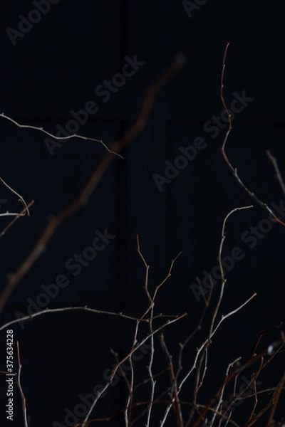 Fototapeta thin branches of a tree on a black background