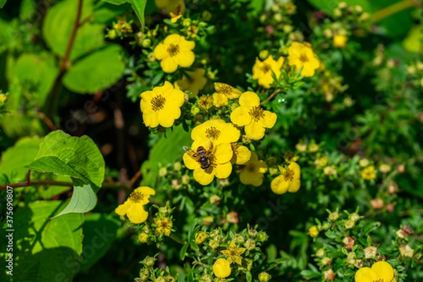 Fototapeta yellow flowers on a green background with bee