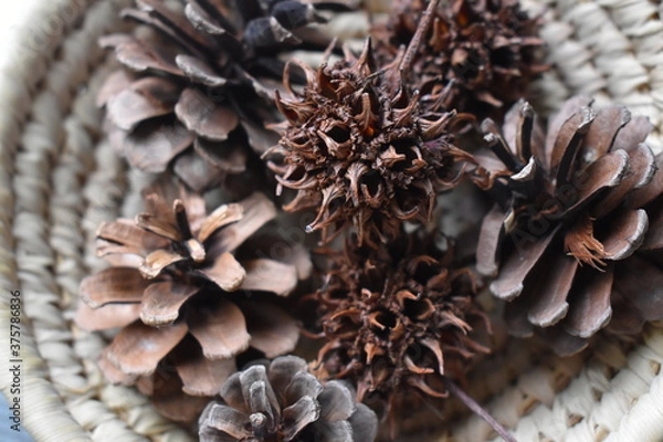 Fototapeta Sweet gum/Liquidambar styraciflua, a spiky ball, Pine cone on a basket. Autumn/winter image.