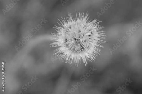 Fototapeta Dry faded flower without petals. Black and white photo.