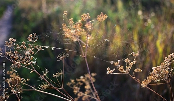 Fototapeta grass and flowers