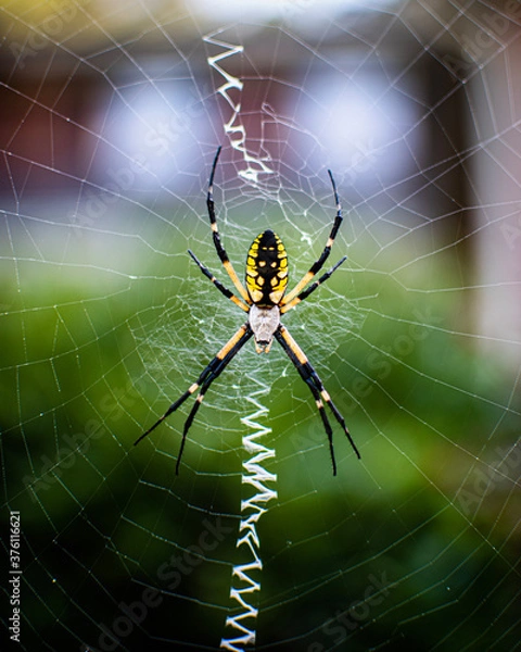 Fototapeta spider on web