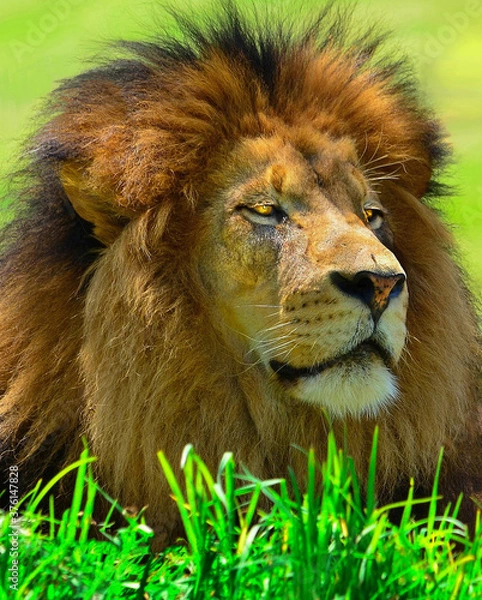 Fototapeta king of the jungle in repose on the Savanna.