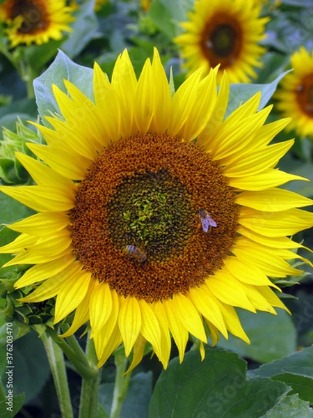 Fototapeta Sonnenblume, Oelpflanze. Helianthus annuus, Frankreich, Europa, 