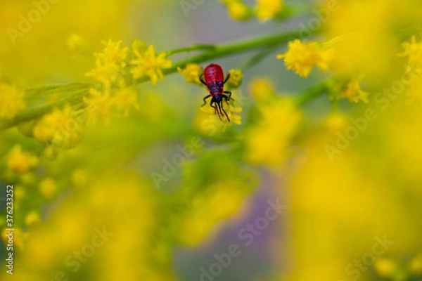 Fototapeta Macro of red and black milkweed bug on blooming yellow flowers. Selective focus with yellow bokeh.