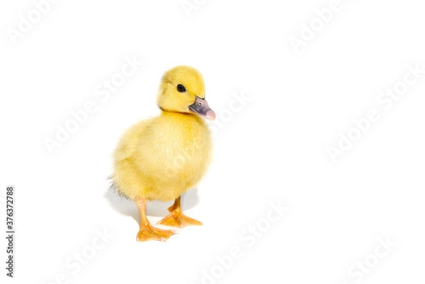 Fototapeta NewBorn little Cute yellow duckling isolated on white.