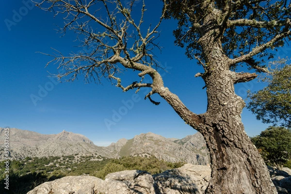 Fototapeta Puig Major 1436 metros desde el Puig De Sa Cova Des Carboner, 842 metros, sierra de Tramuntana, mallorca, islas baleares, españa, europa